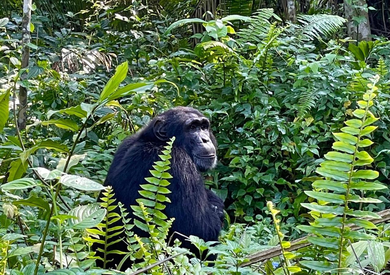 Kibale Guest Cottages Fort Portal 外观 照片